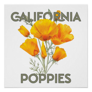 California Poppies Perfect Poster