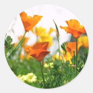 California Poppies Ronde Sticker