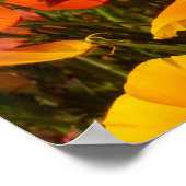California Poppies | Schoonheid van de lente Poster (Hoek)