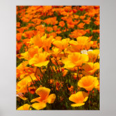 California Poppies | Schoonheid van de lente Poster (Voorkant)