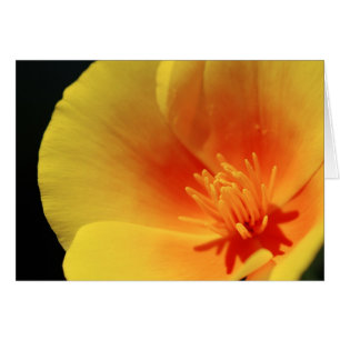 California Poppy