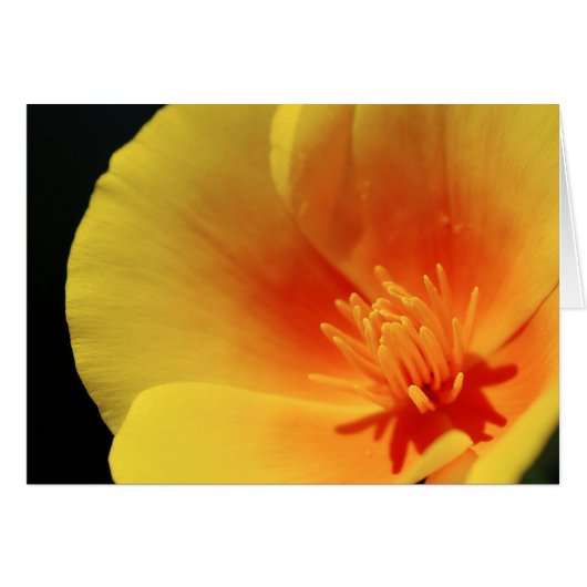 California Poppy (Voorkant Horizontaal)