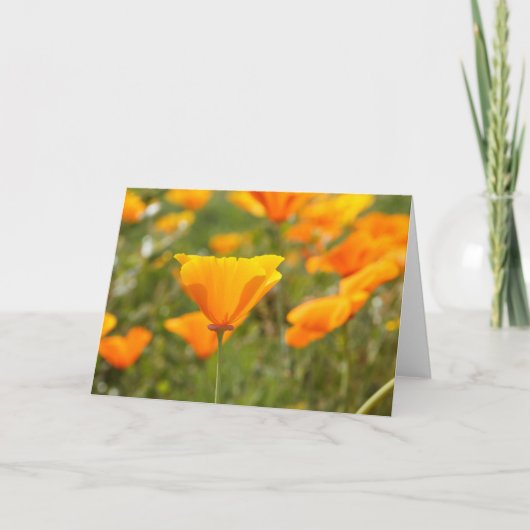 California Poppy Blank Wenskaart Kaart (Voorkant)