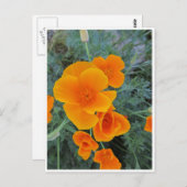 California Poppy Briefkaart (Voorkant / Achterkant)