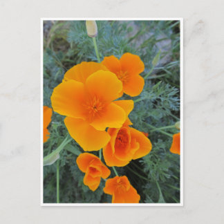 California Poppy Briefkaart