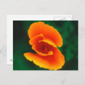 California Poppy Briefkaart (Voorkant / Achterkant)