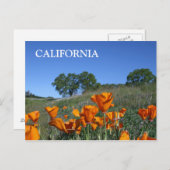 California Poppy, Briefkaart (Voorkant / Achterkant)