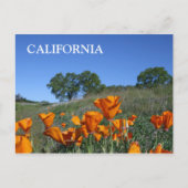 California Poppy, Briefkaart (Voorkant)