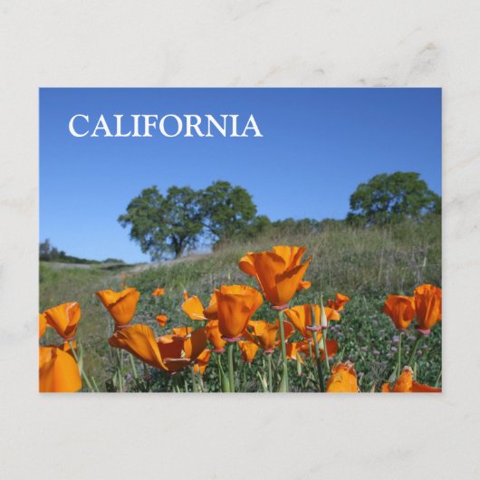 California Poppy, Briefkaart (Voorkant)