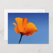 California Poppy Briefkaart (Voorkant / Achterkant)