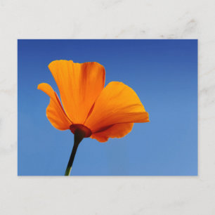 California Poppy Briefkaart
