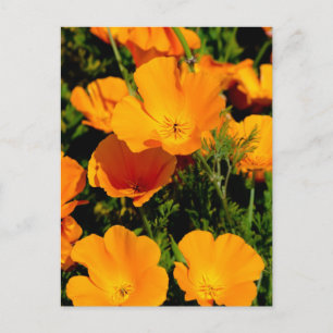 "California Poppy" Briefkaart