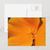 California Poppy Briefkaart (Voorkant / Achterkant)