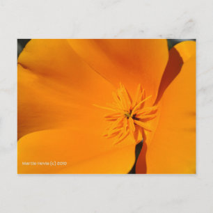 California Poppy Briefkaart