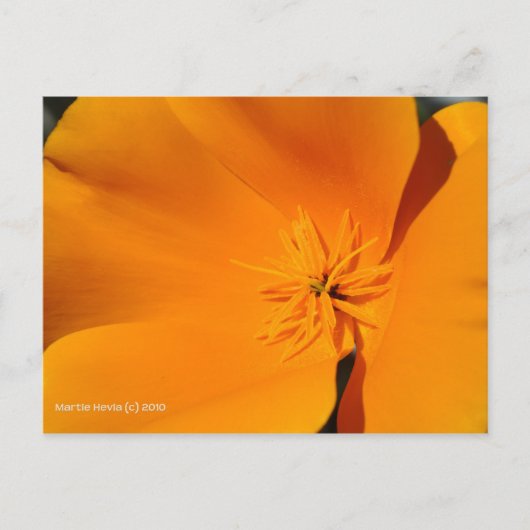 California Poppy Briefkaart (Voorkant)