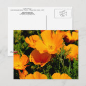 "California Poppy" Briefkaart (Voorkant / Achterkant)