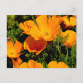 "California Poppy" Briefkaart (Voorkant)