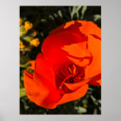 California Poppy - California Poppy 1 Poster (Voorkant)