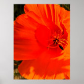 California Poppy - California Poppy 3 Poster (Voorkant)
