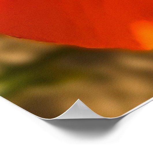 California Poppy - California Poppy 3 Poster (Hoek)