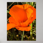California Poppy - California Poppy 4 Poster (Voorkant)