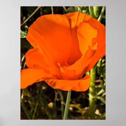 California Poppy - California Poppy 4 Poster (Voorkant)