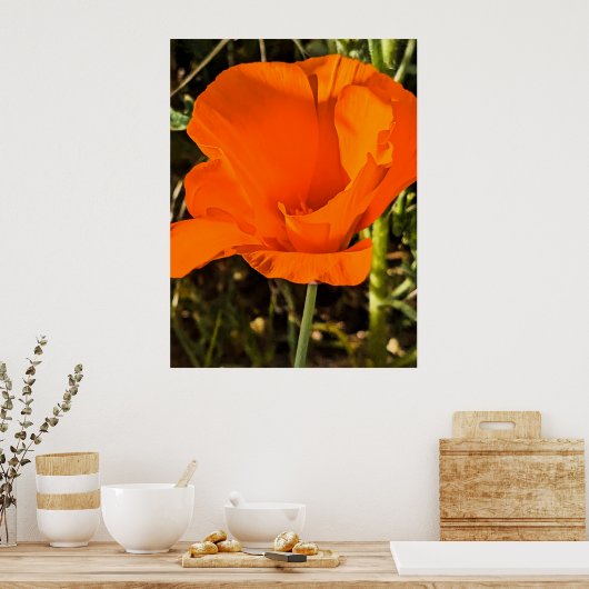 California Poppy - California Poppy 4 Poster (Keuken)