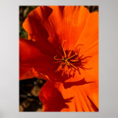 California Poppy - California Poppy 6 Poster (Voorkant)