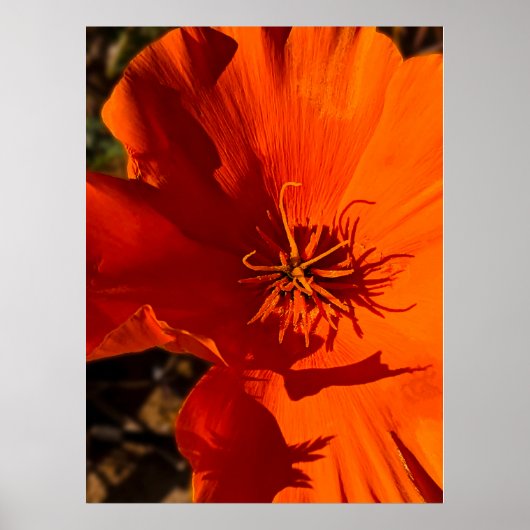 California Poppy - California Poppy 6 Poster (Voorkant)