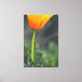 California Poppy Canvas Afdruk