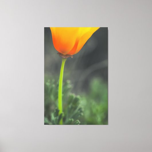 California Poppy Canvas Afdruk (Voorkant)