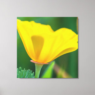 California Poppy Canvas Afdruk