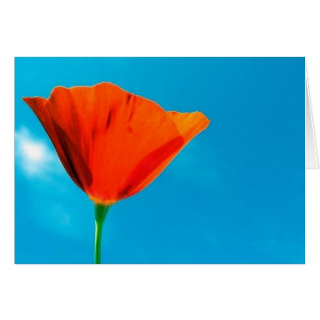 California Poppy Card (Voorkant Horizontaal)