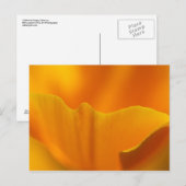 California Poppy Close-up... Briefkaart (Voorkant / Achterkant)