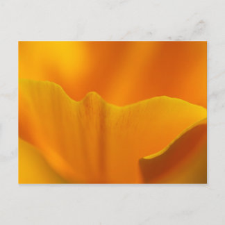 California Poppy Close-up... Briefkaart