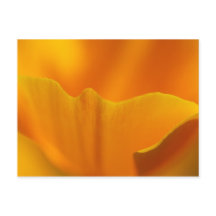 California Poppy Close-up...