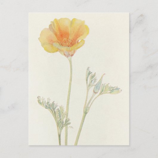 California Poppy door Margaret Armstrong Briefkaart (Voorkant)