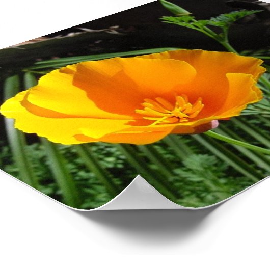 California Poppy (Eschscholzia California) Poster (Hoek)