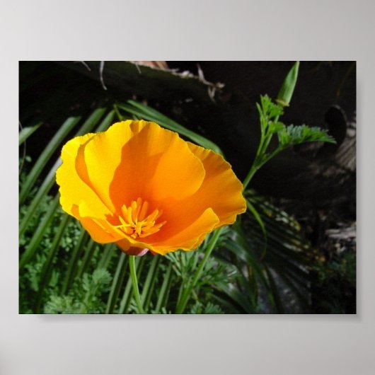 California Poppy (Eschscholzia California) Poster (Voorkant)