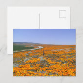 California Poppy Field Briefkaart (Voorkant / Achterkant)