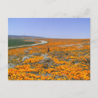 California Poppy Field Briefkaart