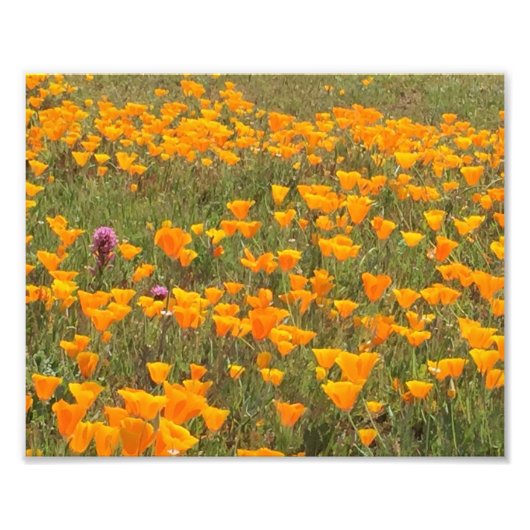 California Poppy Field Foto Afdruk (Voorkant)
