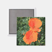California Poppy Flowers Magnet (Voorkant / Achterkant)