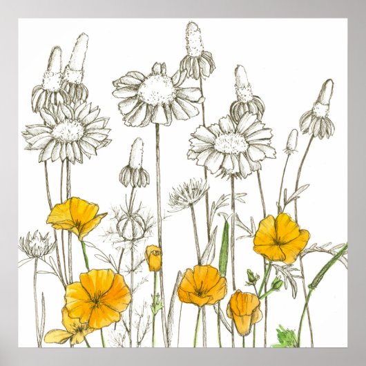 California Poppy Flowers Wildflower Drawing Poster (Voorkant)