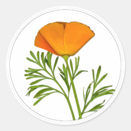 California Poppy in a Circle - Ronde Sticker
