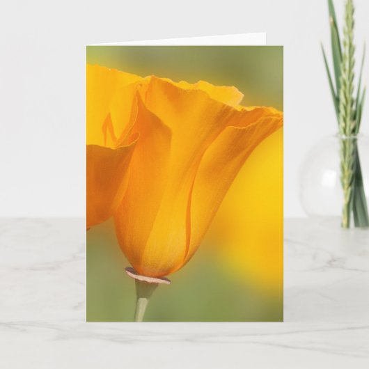 California Poppy Kaart (Voorkant)