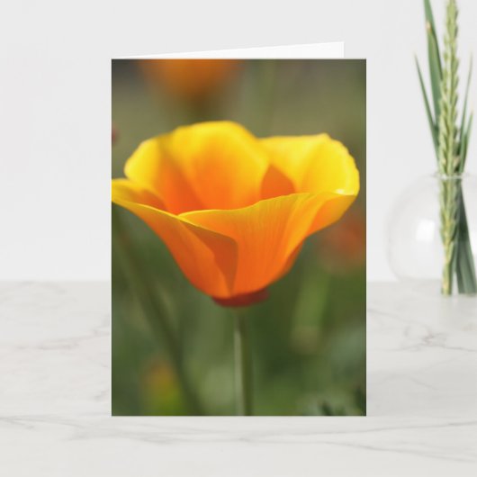 California Poppy Kaart (Voorkant)
