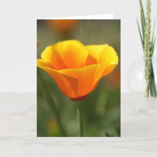 California Poppy Kaart