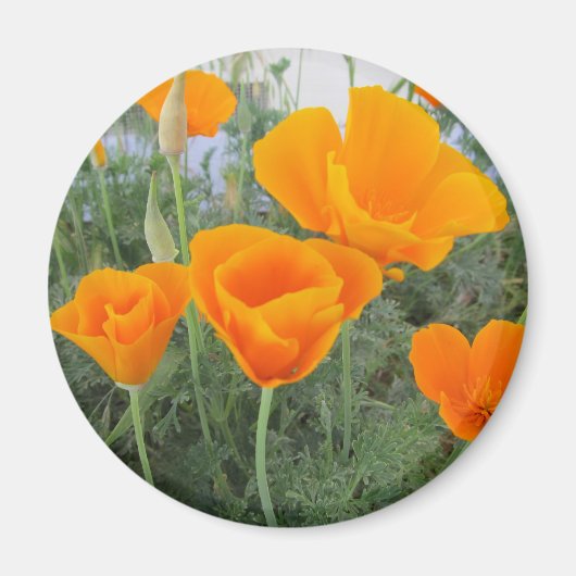 California Poppy Magneet (Voorkant)