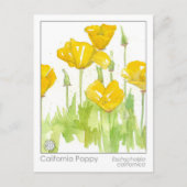 California Poppy Materia Medica Herbal Study Kaart (Voorkant)
